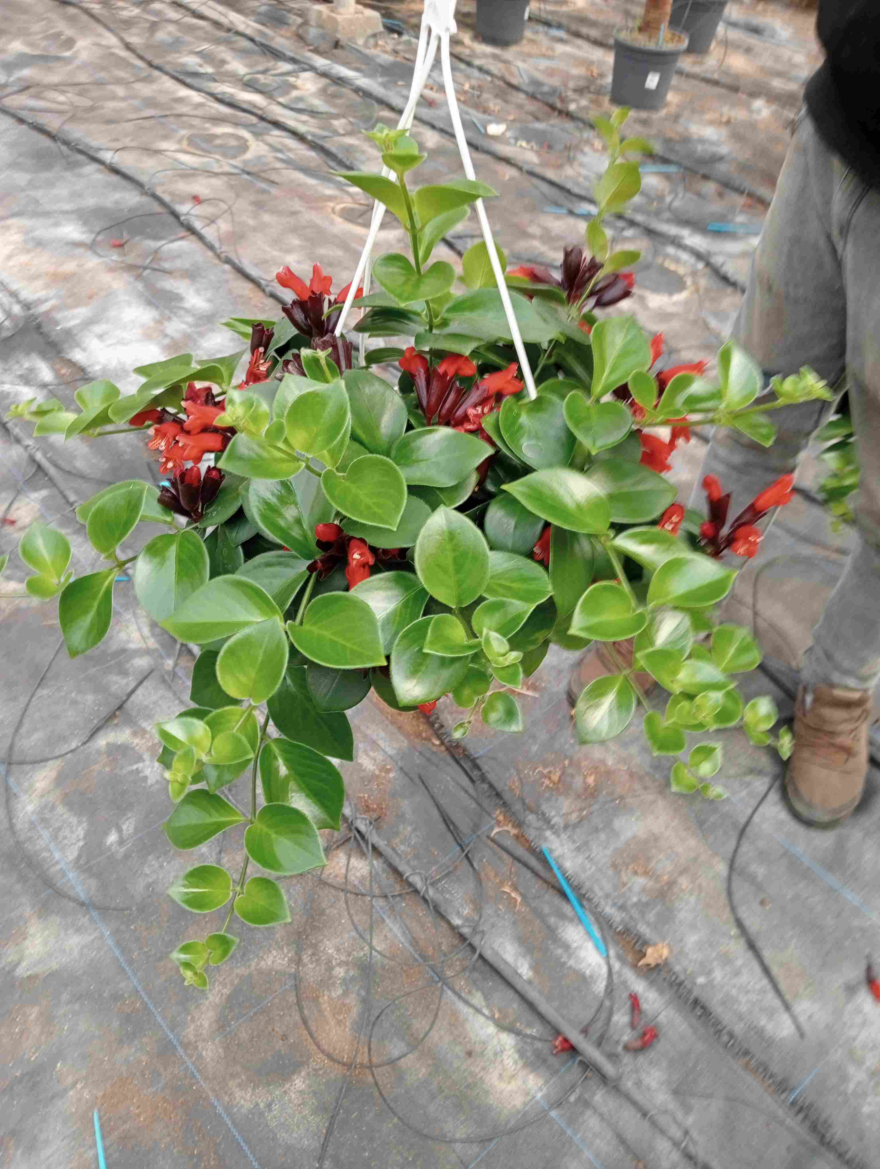 AESCHINANTHUS C 20 LARGOS
