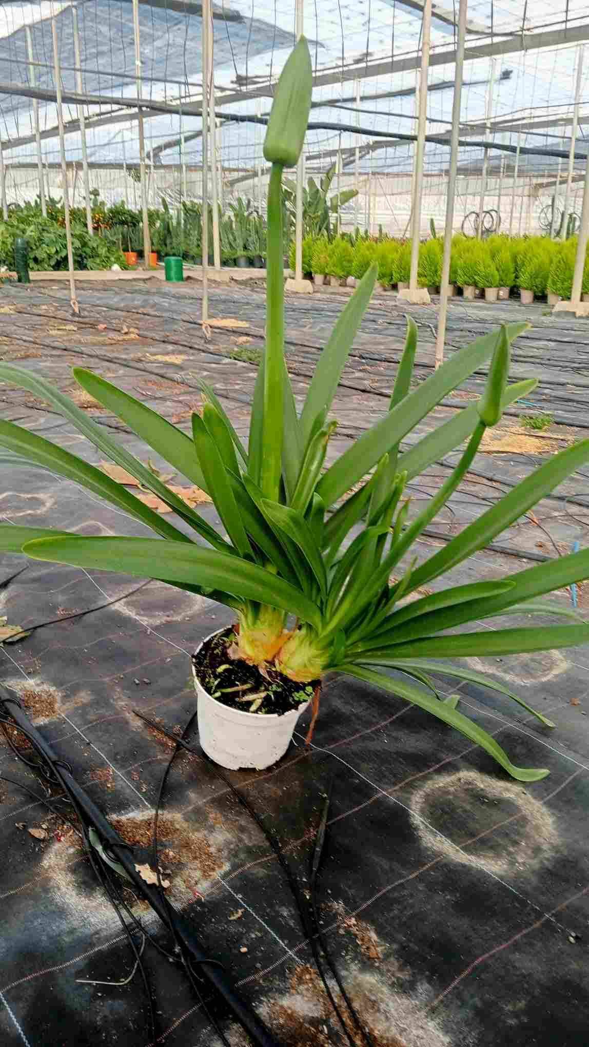 AGAPANTHUS C 17