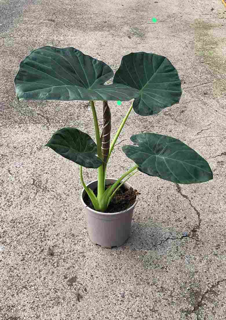 ALOCASIA REGAL SHIELD C 17
