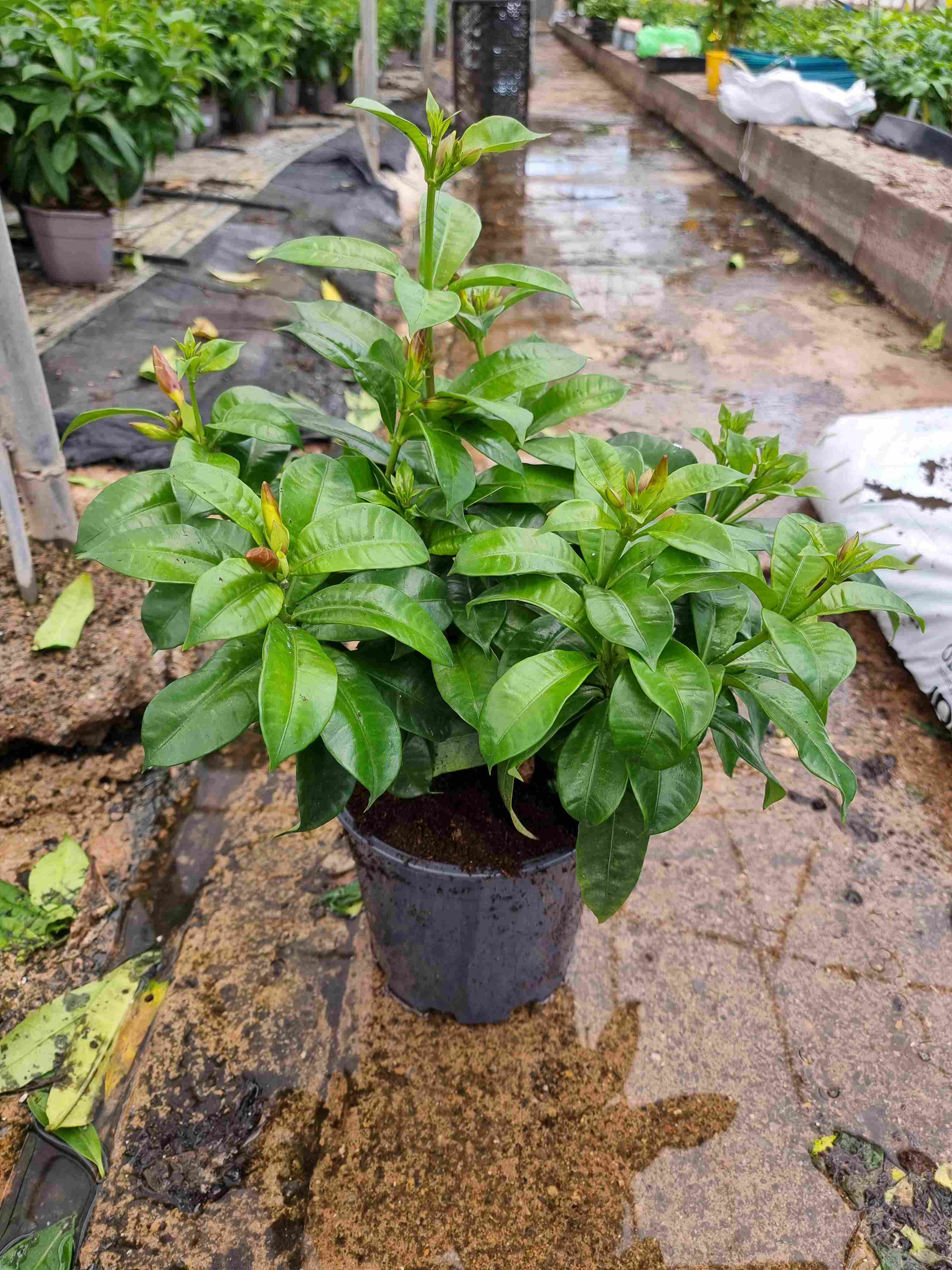 ALLAMANDA C 17 ARBUSTIVA