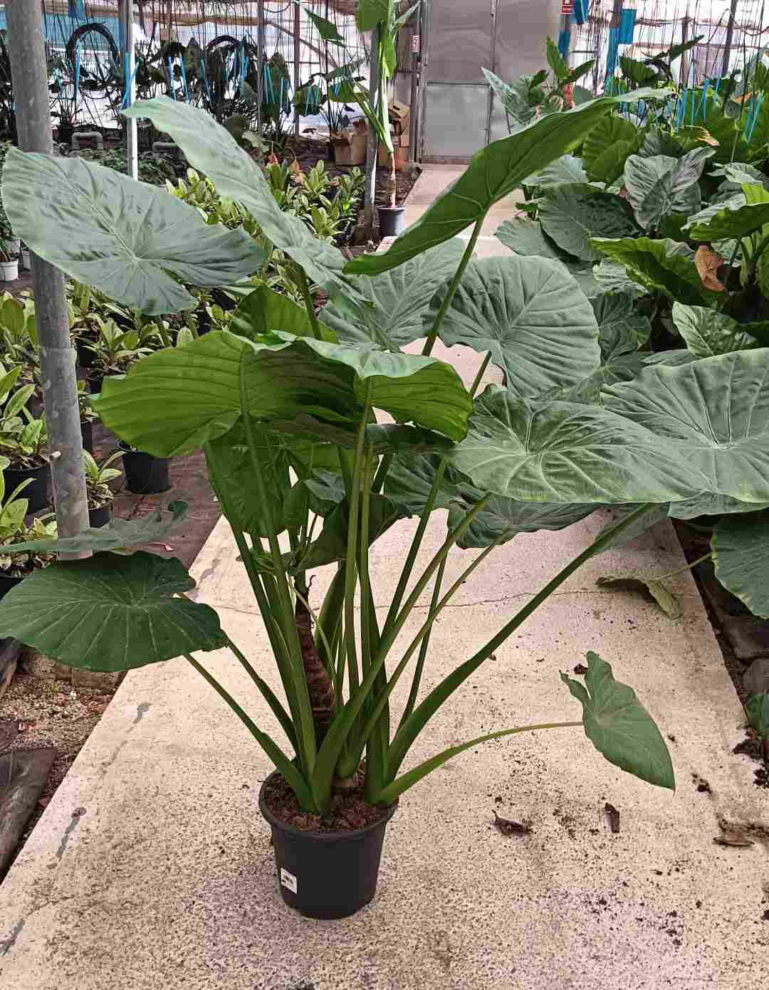 ALOCASIA MACRORRHIZA "OREJA ELEFANTE" C 25