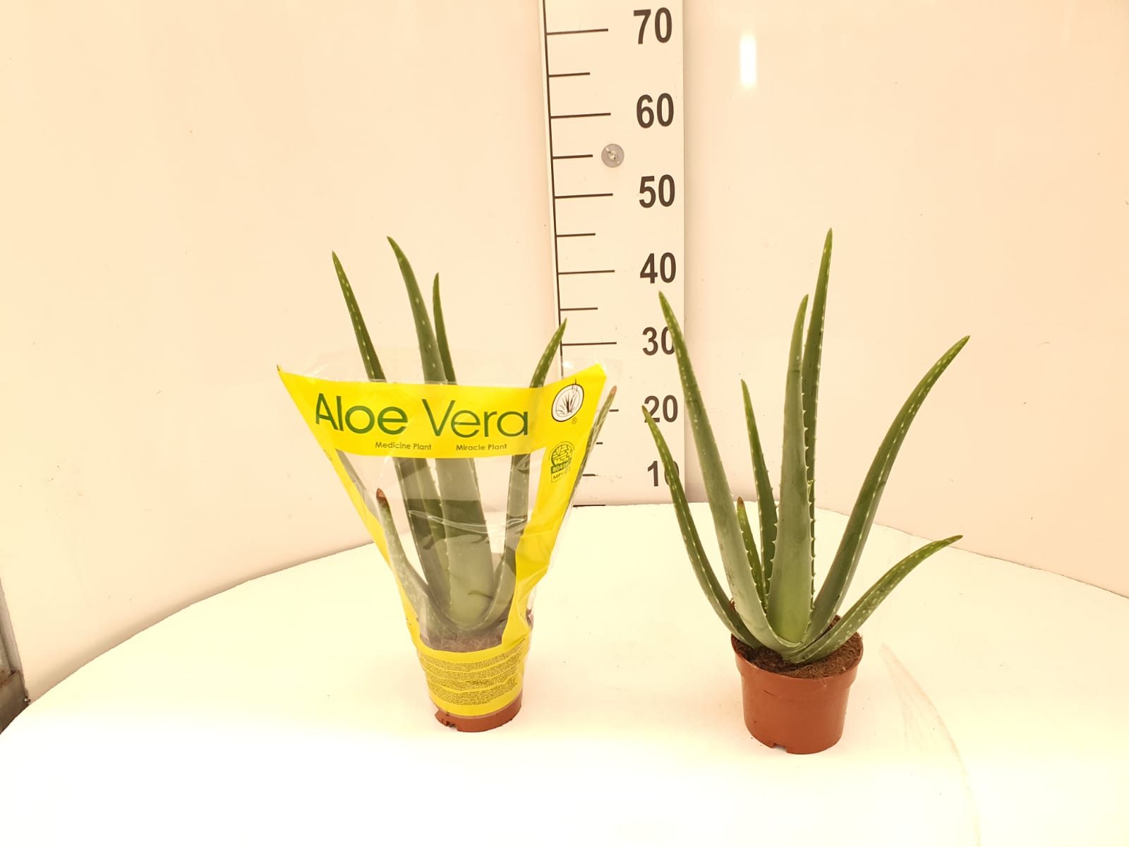 ALOE VERA C 12