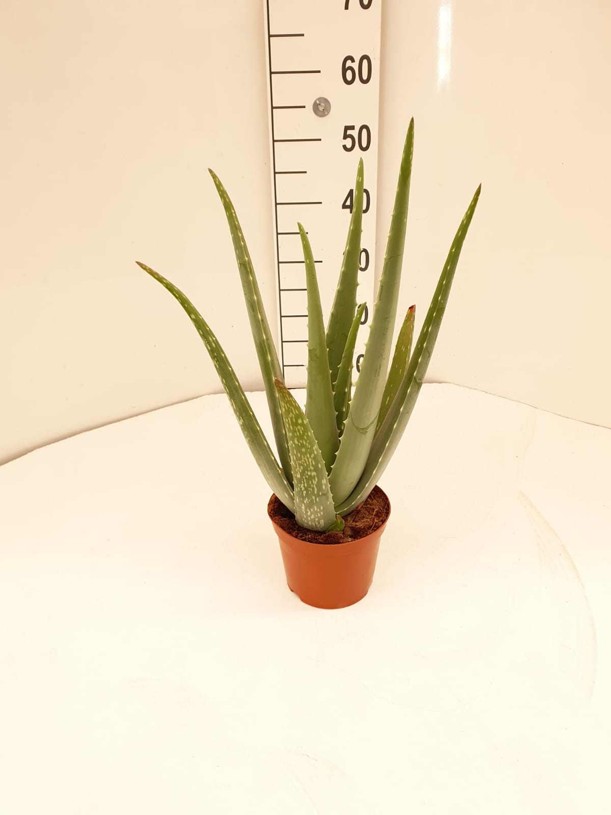 ALOE VERA C 15