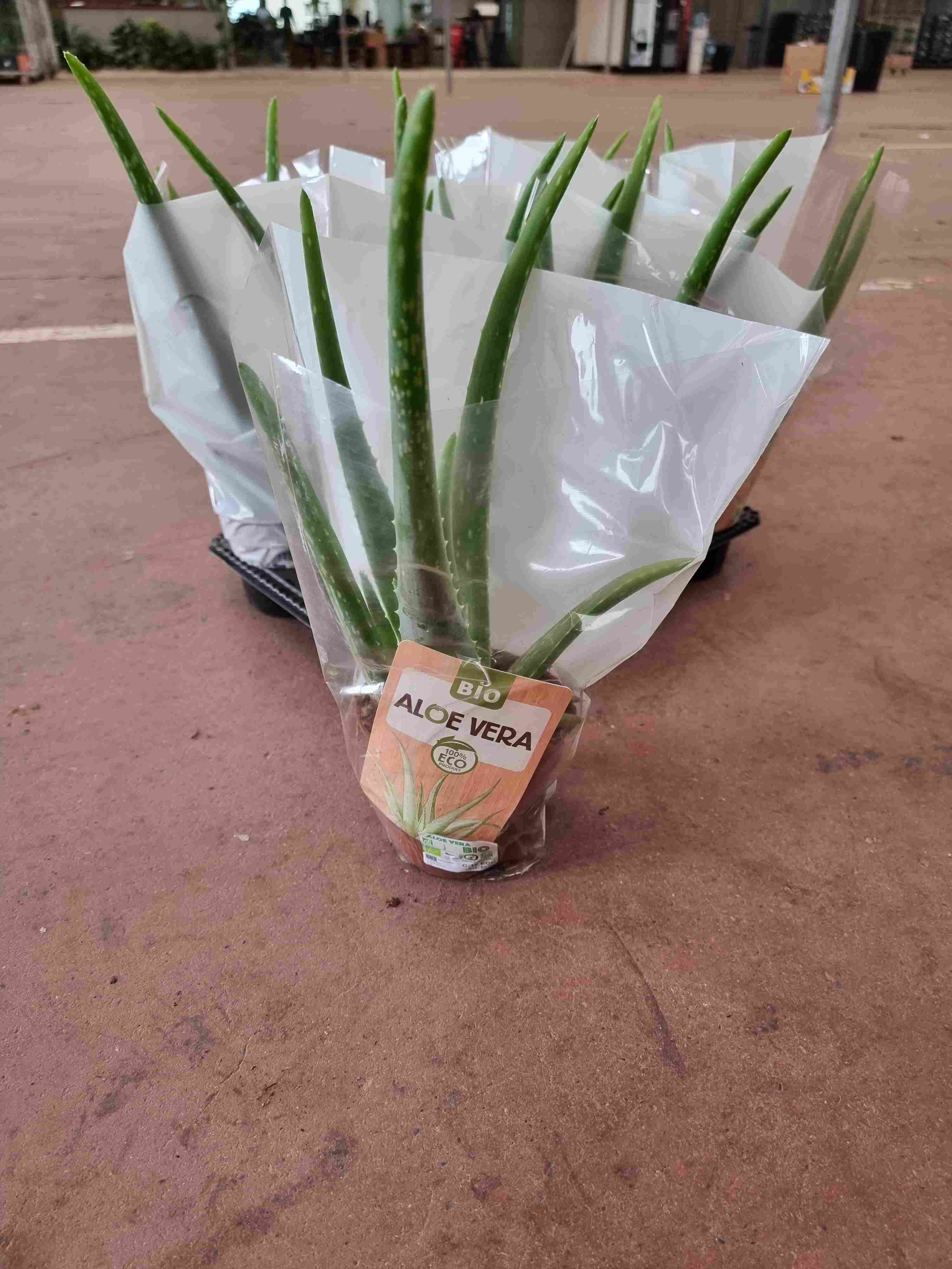 ALOE VERA ECO C 12