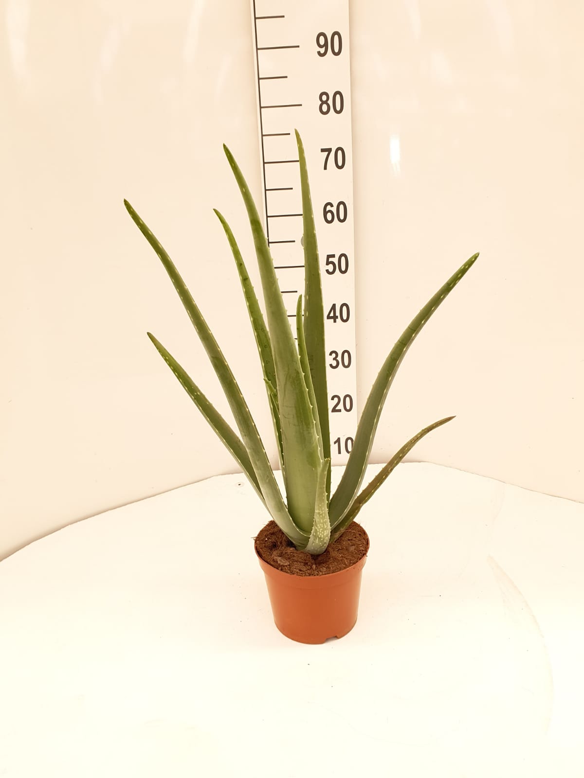 ALOE VERA C 17