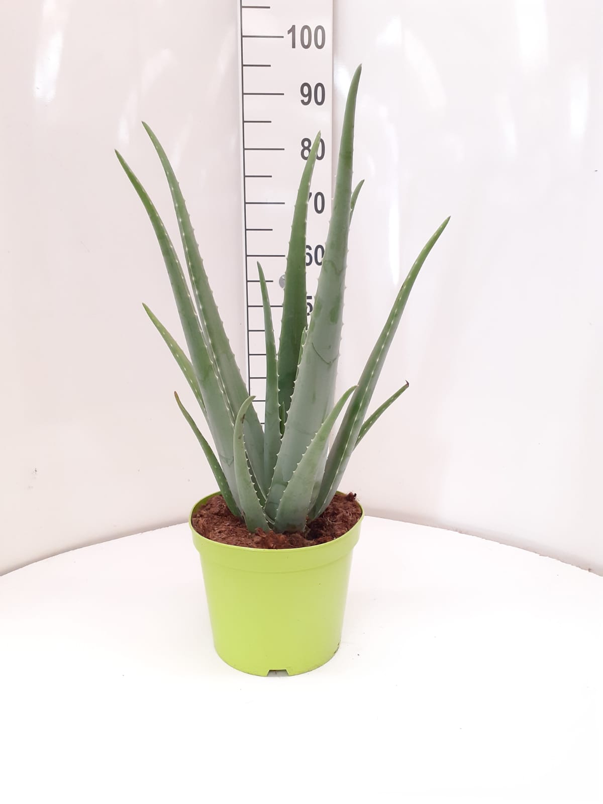 ALOE VERA C 25