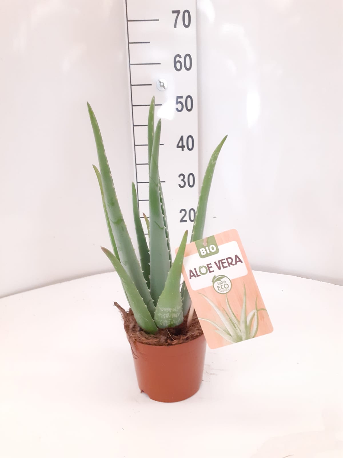 ALOE VERA ECO C 15