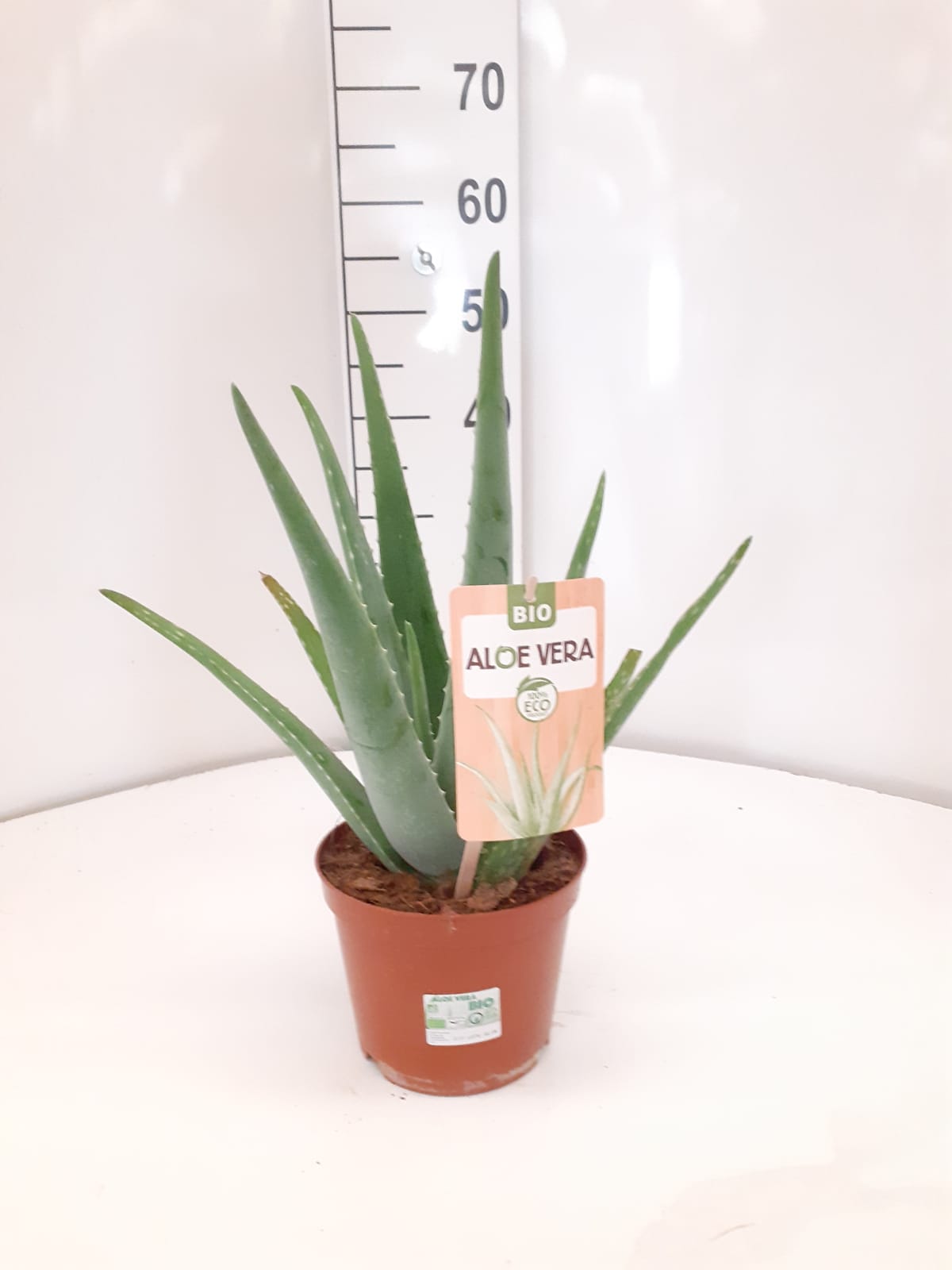 ALOE VERA ECO C 17