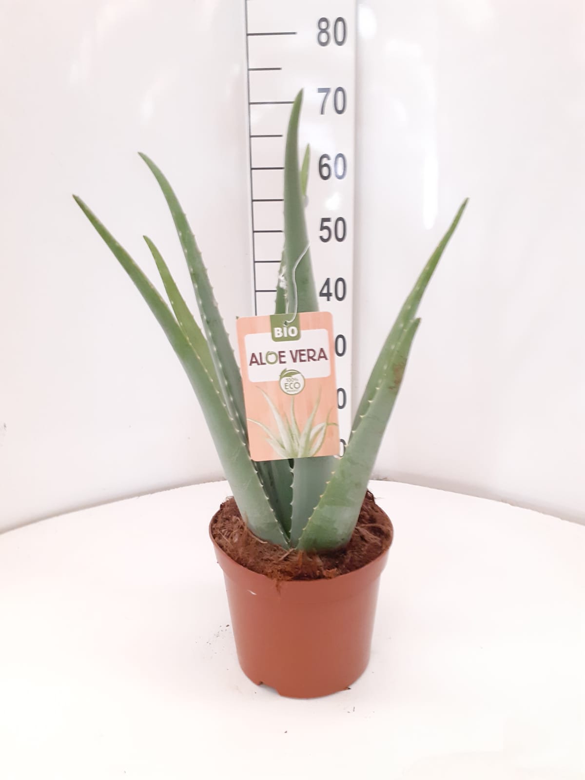 ALOE VERA ECO C 25