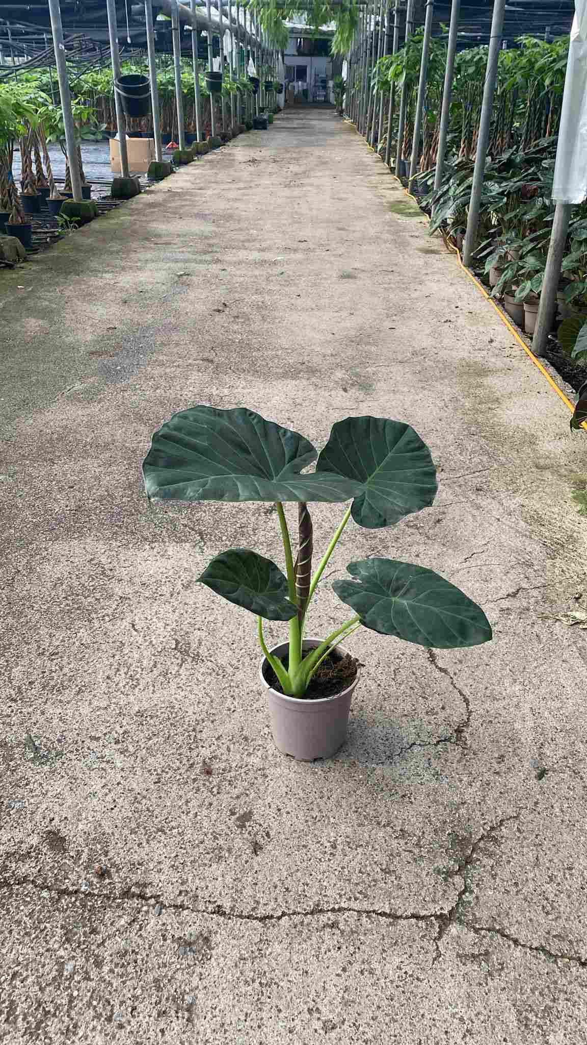 ALOCASIA WENTII C 22 70 CM