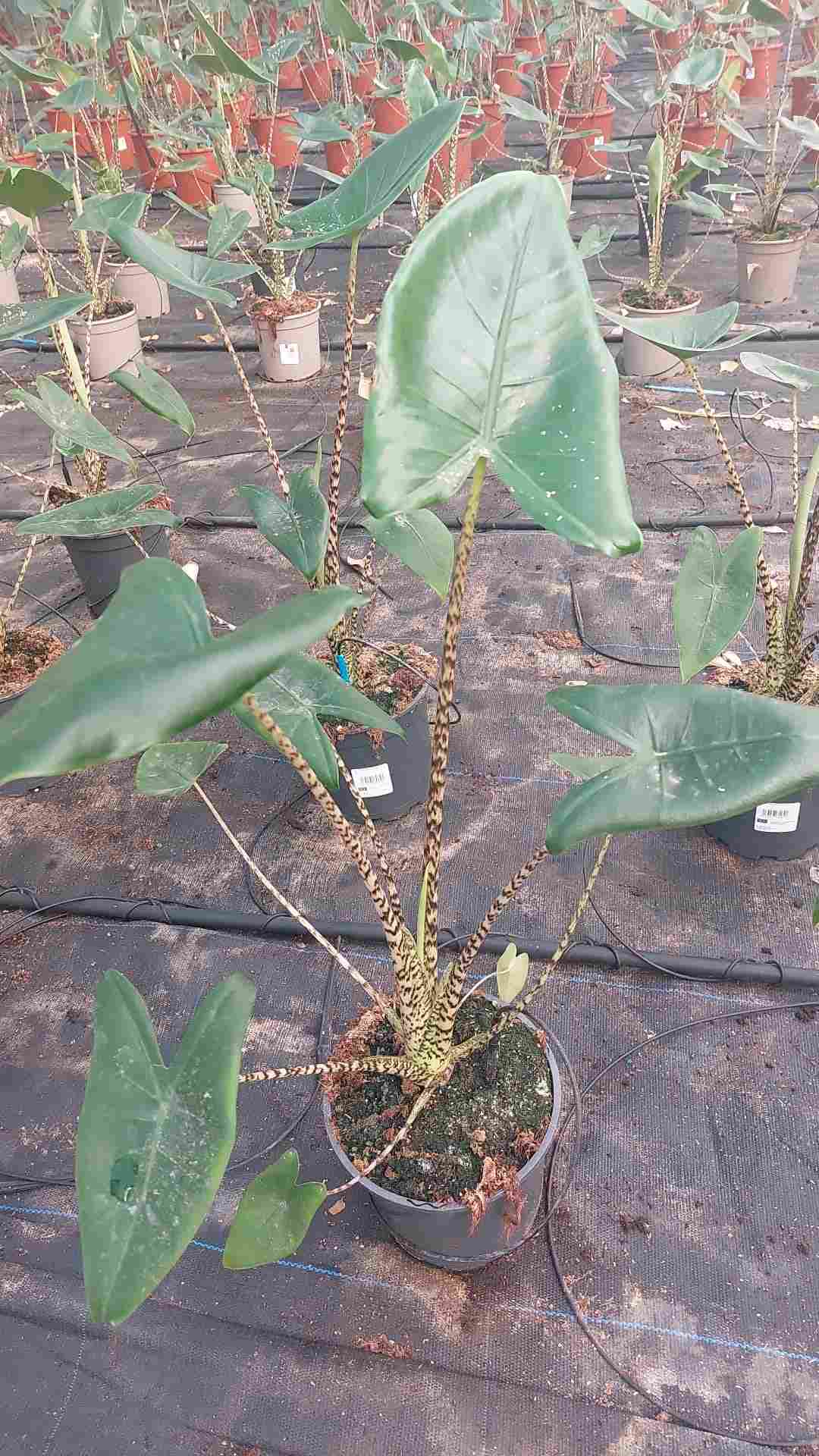 ALOCASIA ZEBRINA C 17 60 CM