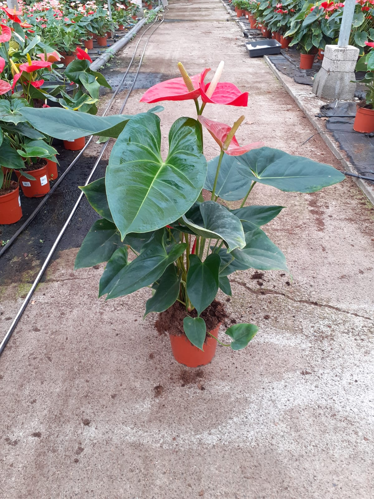 ANTHURIUM C 17 A2