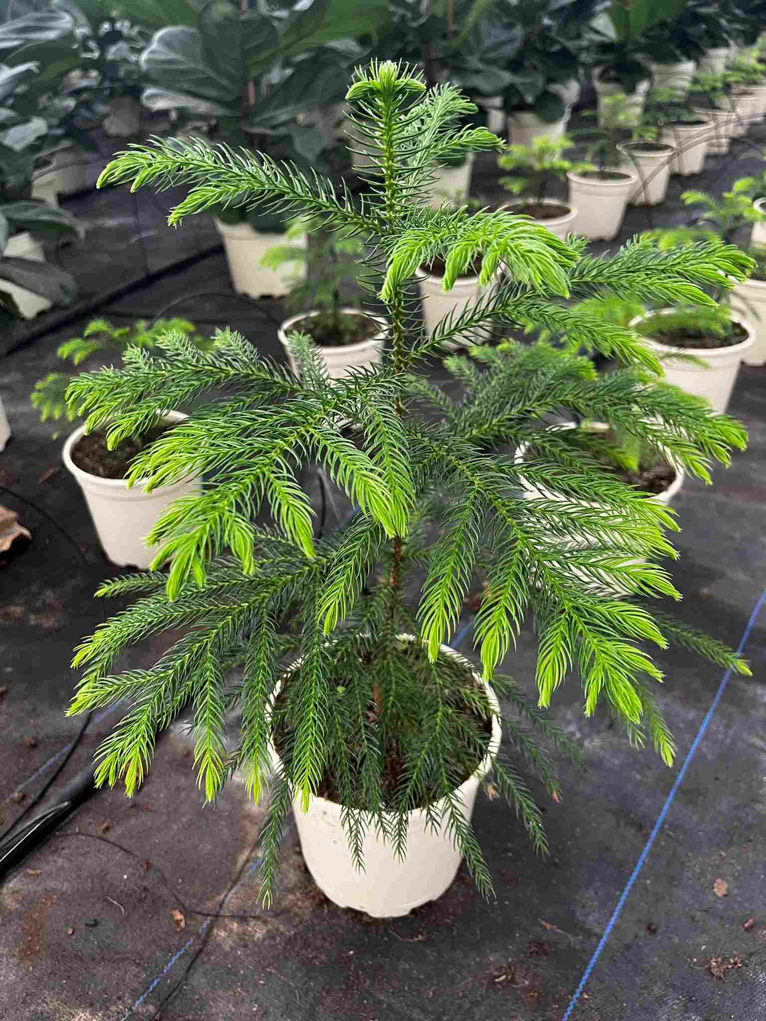 ARAUCARIA C 17