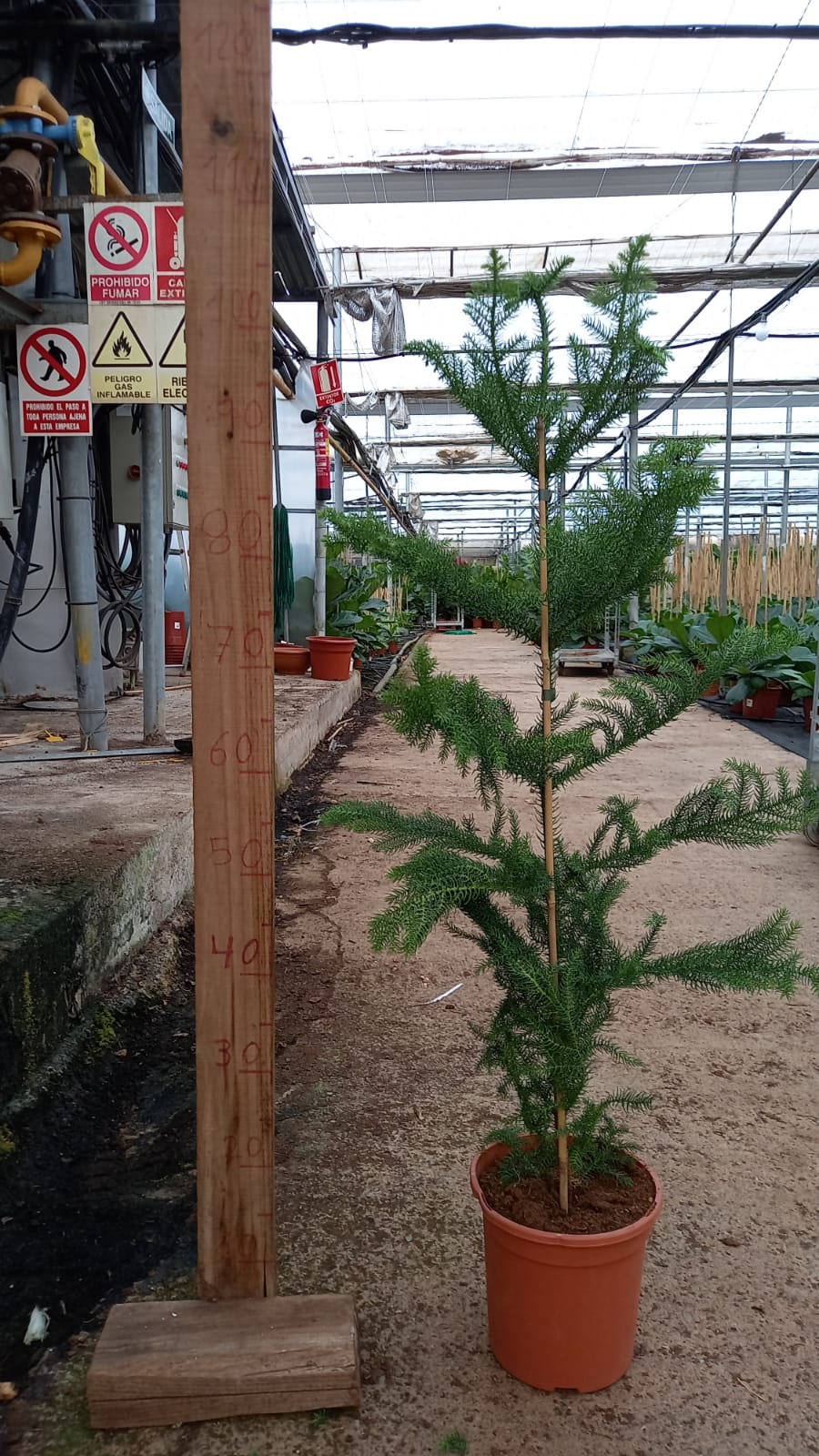 ARAUCARIA C 20