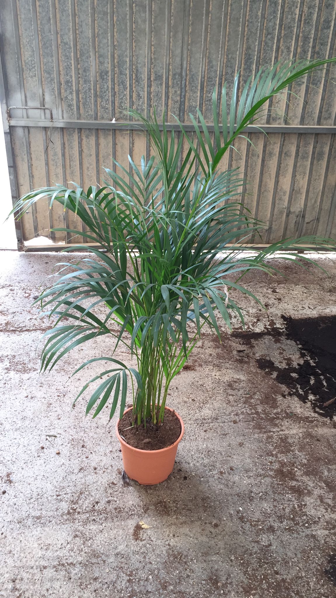 ARECA C 21 1-1.10 M A1