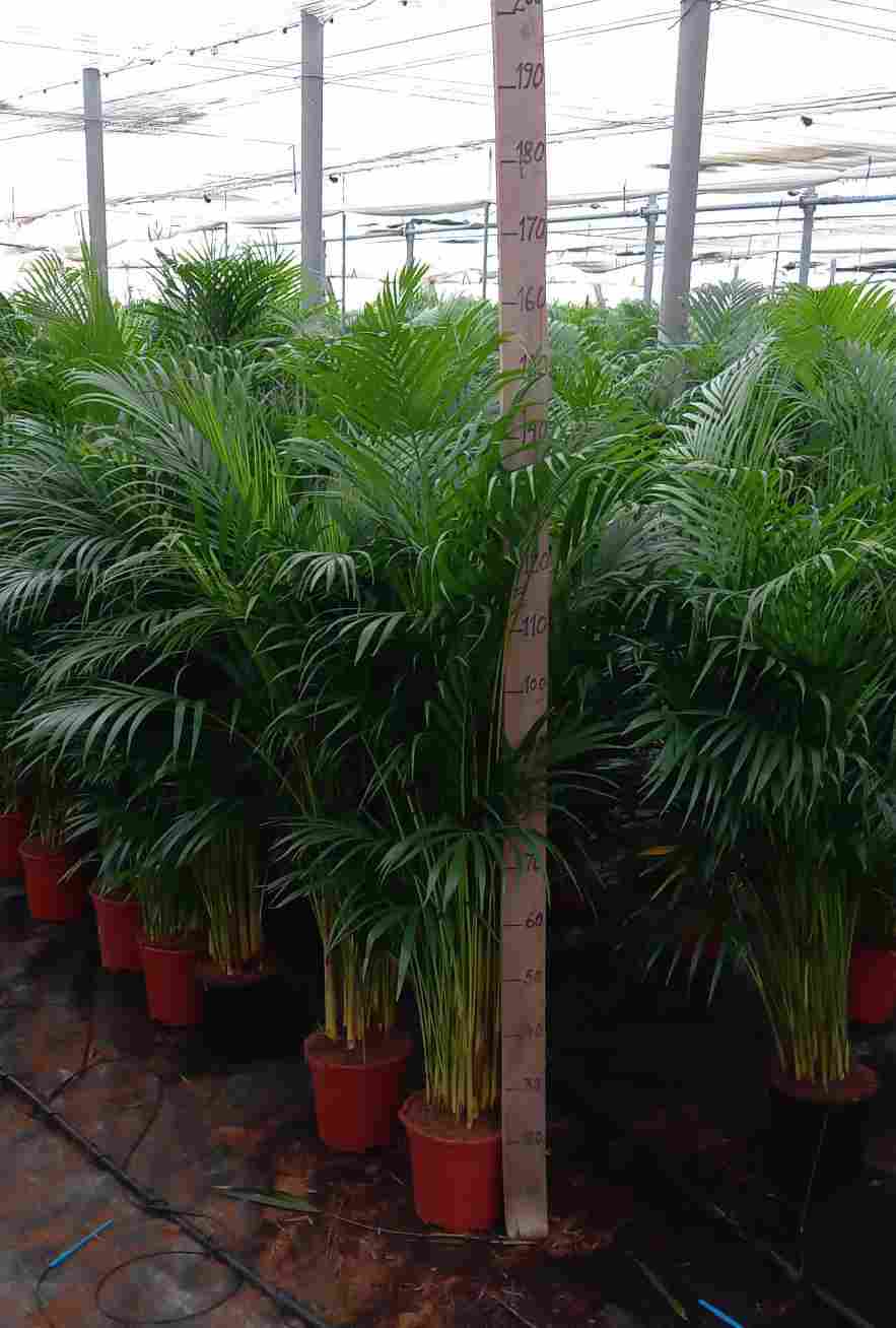 ARECA C 22 1.20 - 1.40 M