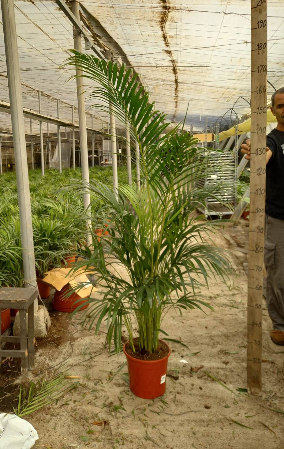 ARECA C 25 A1