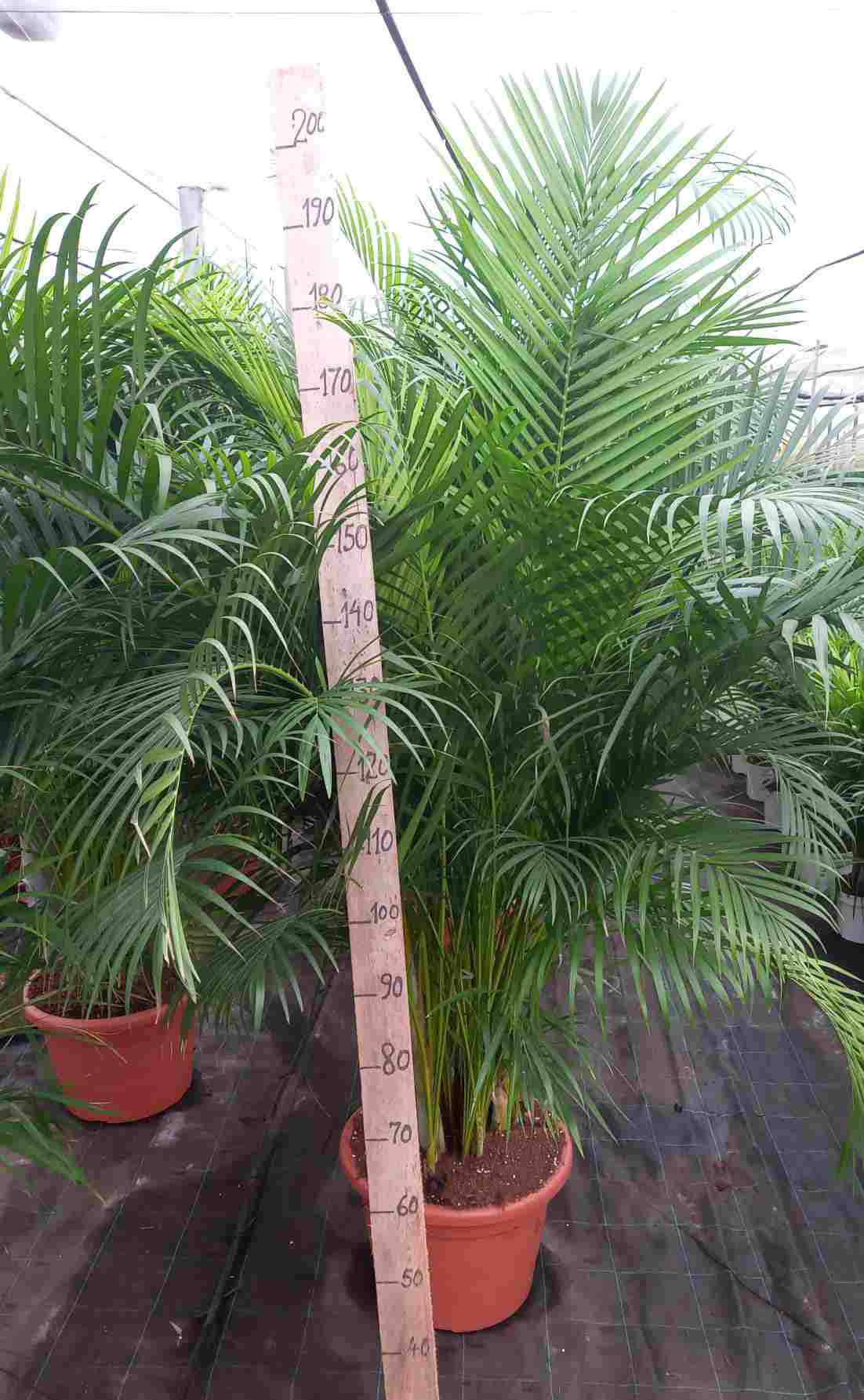 ARECA C 40 2.20 M