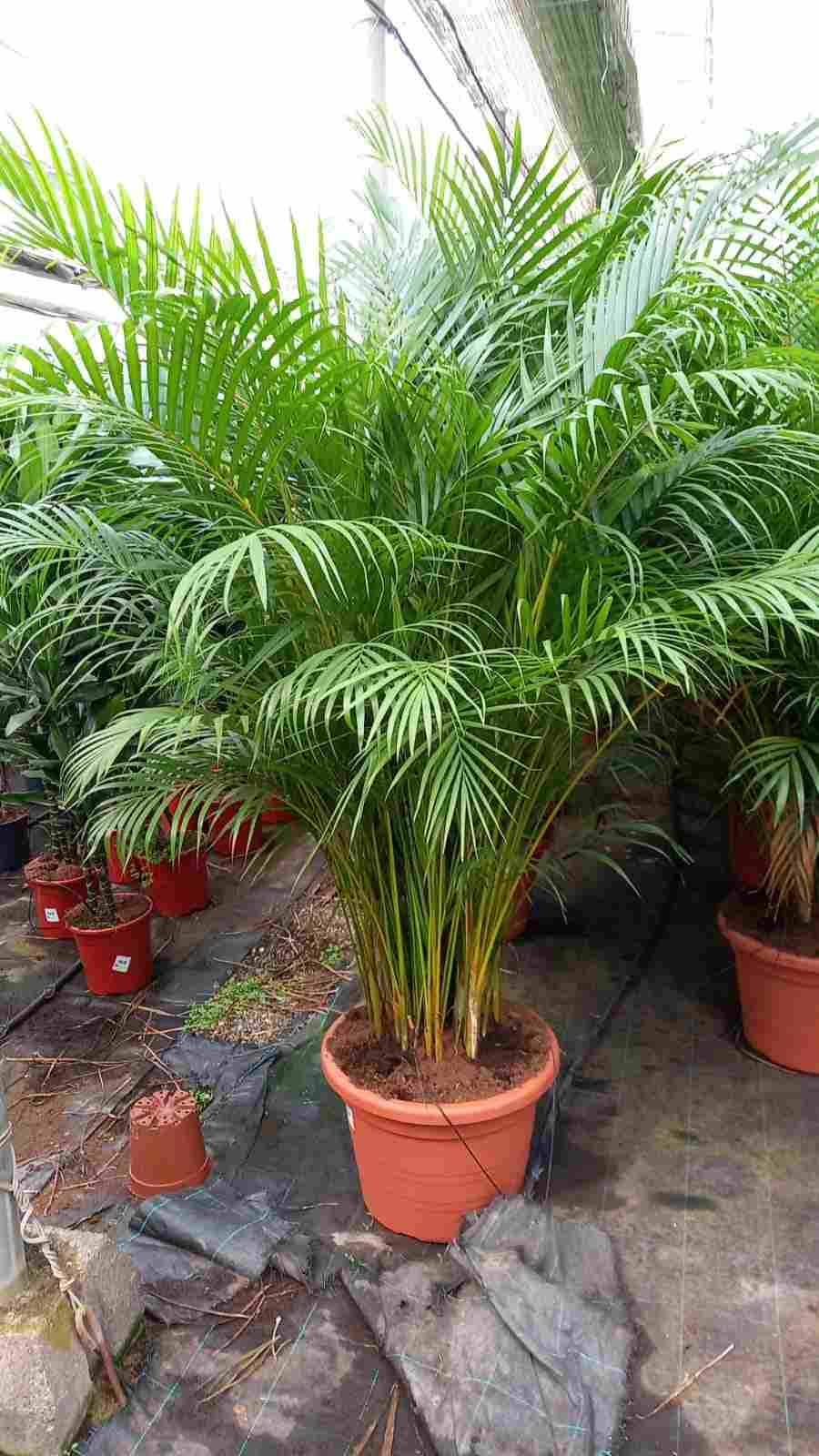 ARECA C 45