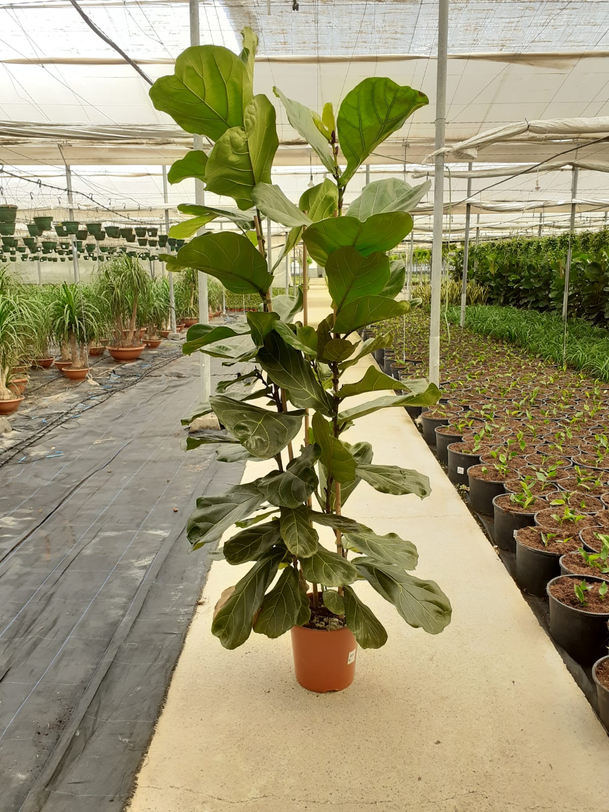 FICUS LYRATA C 25 1.50 M 2 CAÑAS