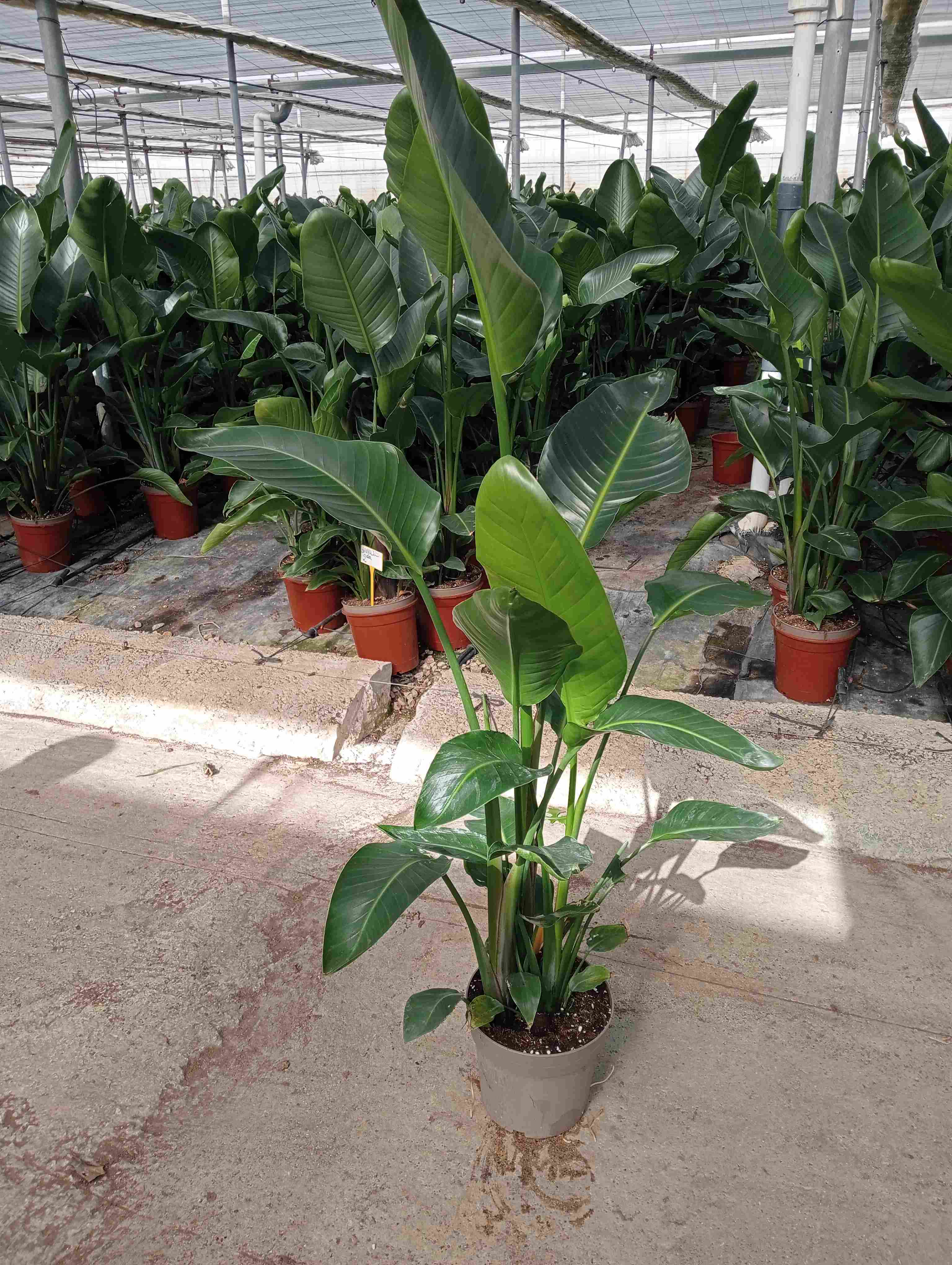 STRELITZIA AUGUSTA C 24 1.60 M 3 PLANTAS