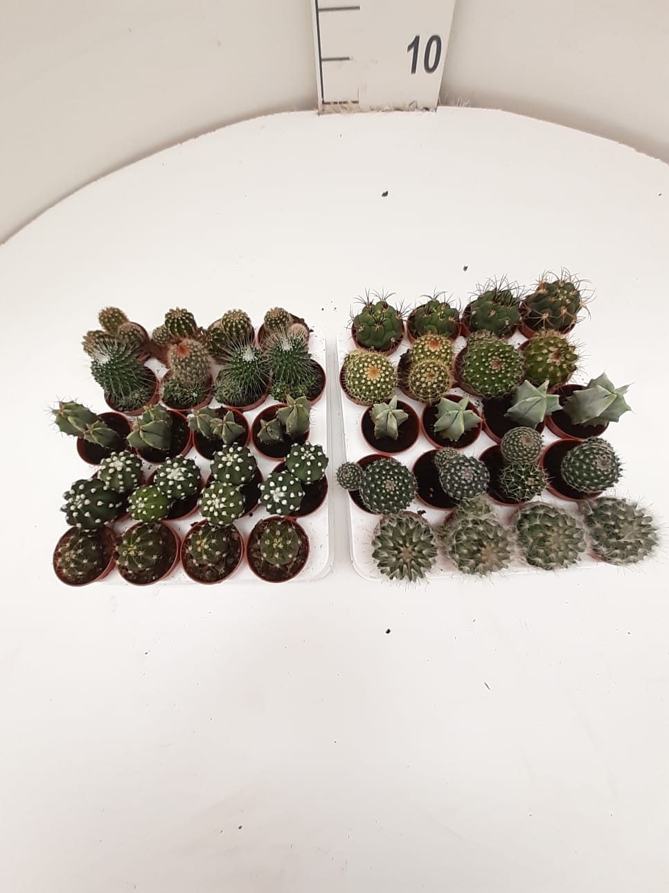 B. CACTUS 5.5 (DE LA ZONA) 20 U