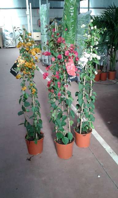 BOUGAINVILLEA PIRAMIDE C 20 1.20 M