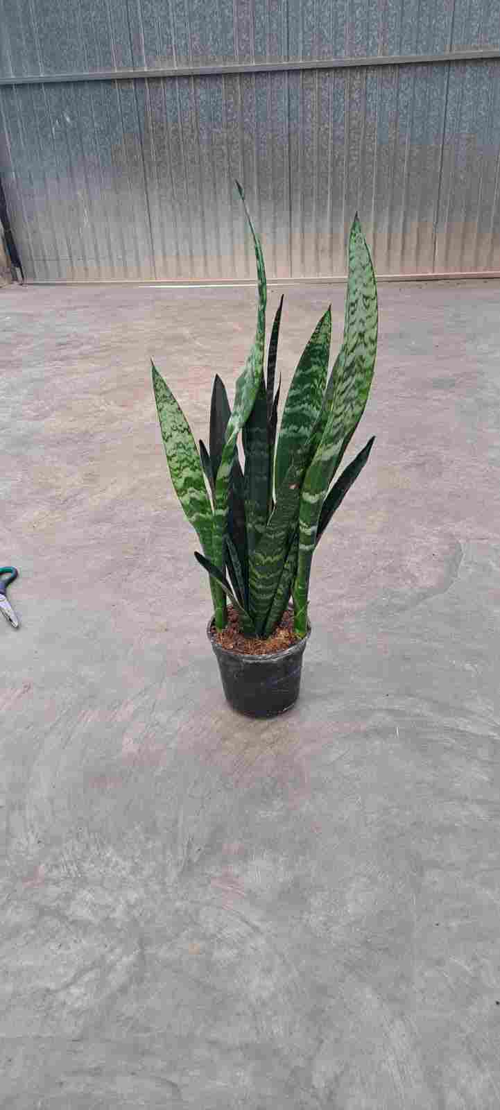 SANSEVIERIA BLACK PEARL C 14