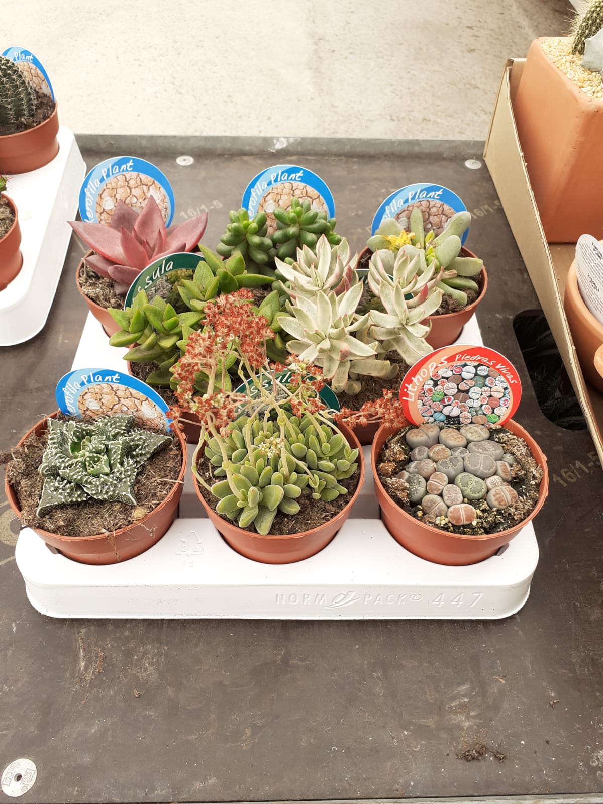 B. SUCCULENTS SELECTION  8.5 (DE LA ZONA) 8 U