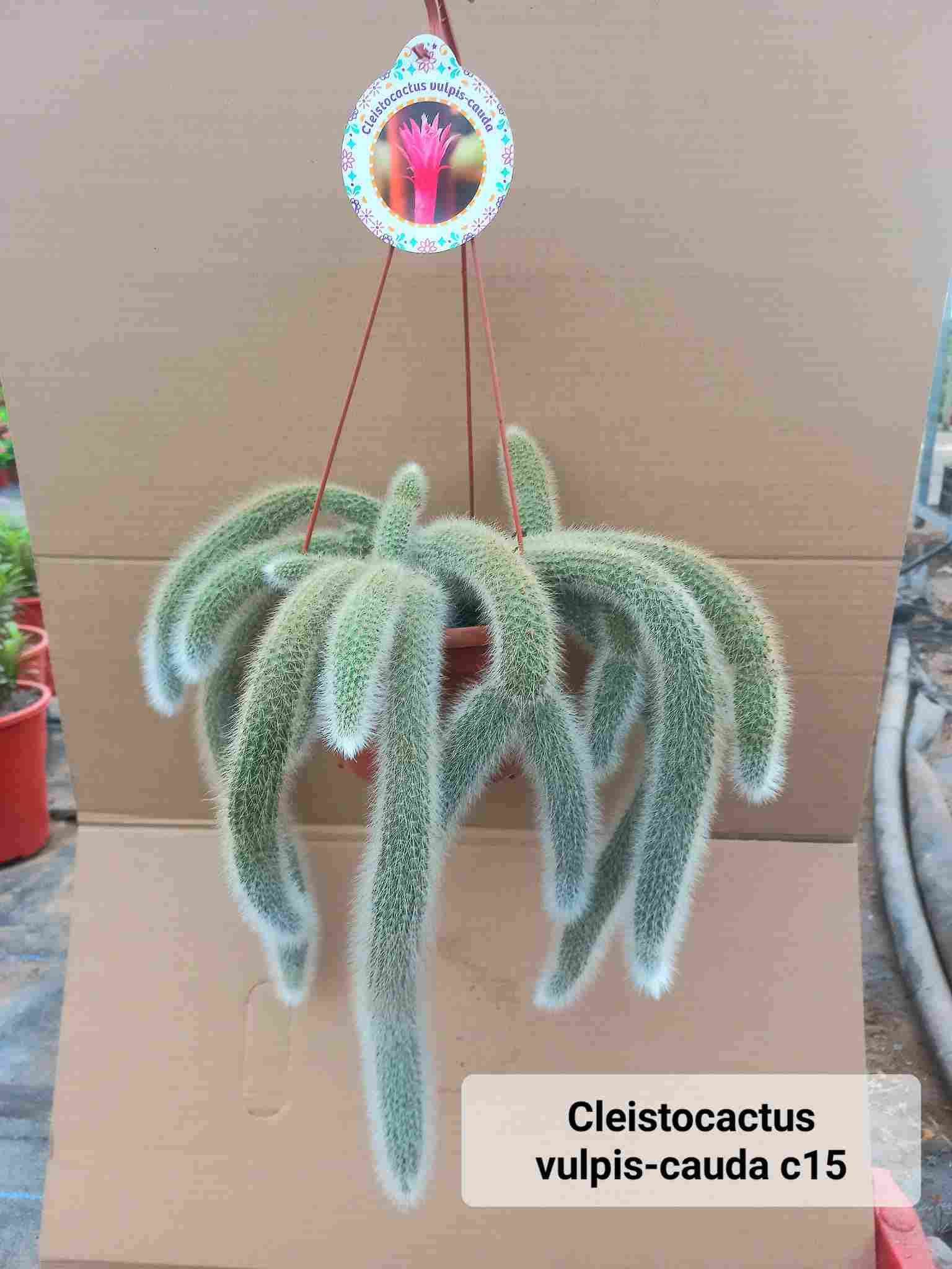 CLEISTOCACTUS VULPIS-CAUDA C 15 - COLGANTE