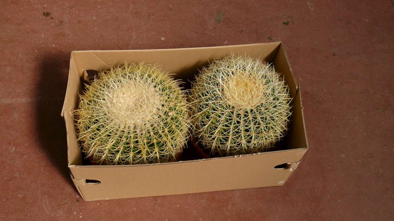 ECHINOCACTUS GRUSONII T 25 (Asiento de la Suegra)