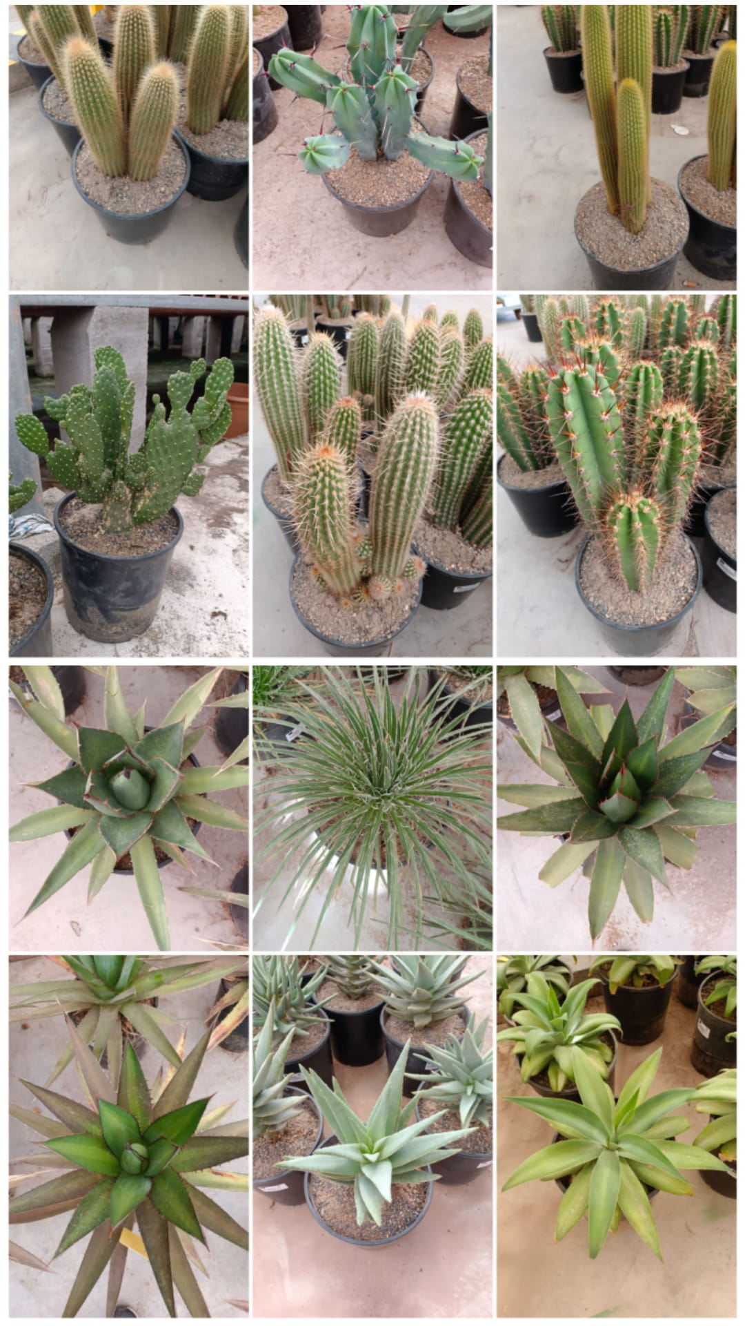 CACTUS MIX 24 CM