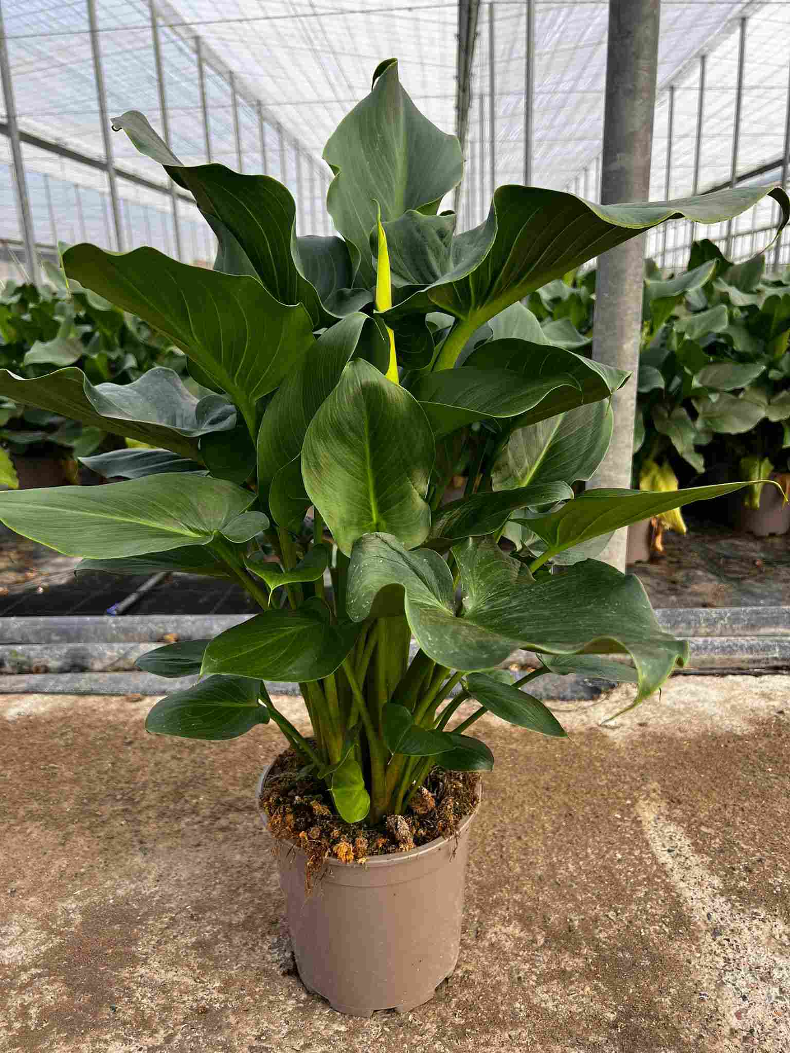 CALLA C 20