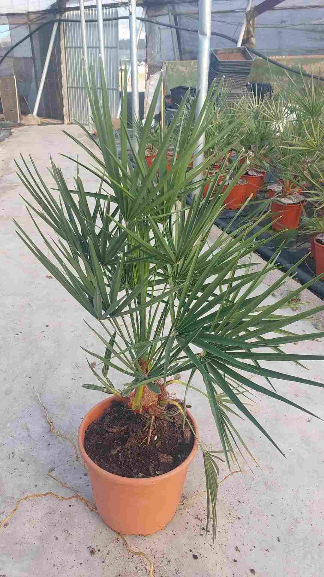 CHAMAEROPS HUMILIS - VULCANO C 21