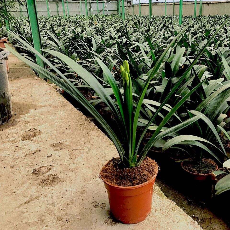 CLIVIA C 14