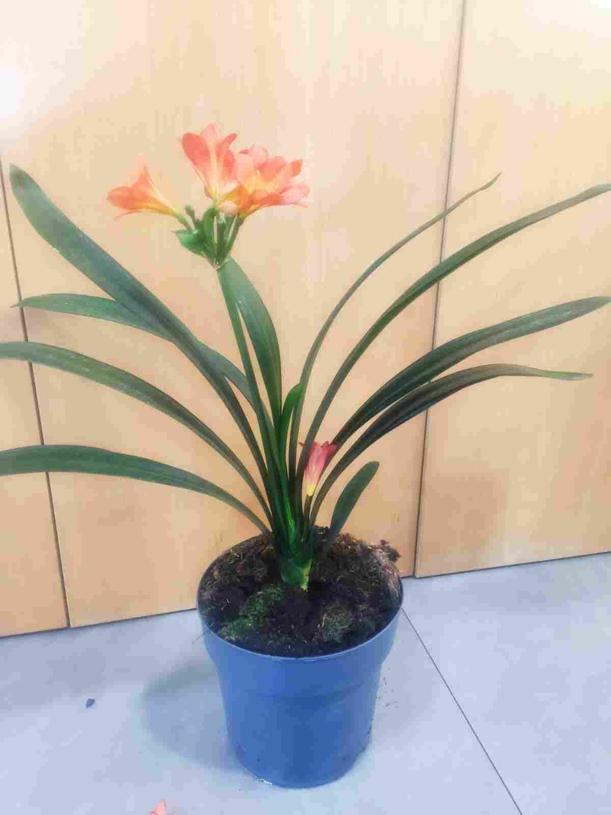 CLIVIA C 21