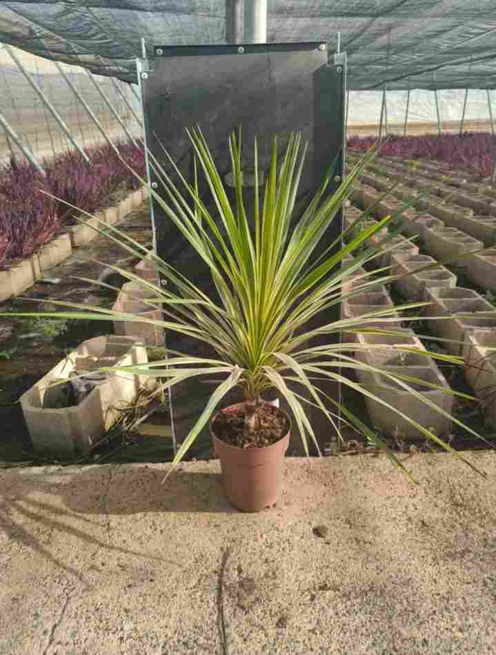 CORDYLINE TORBAY DAZZLER C 23