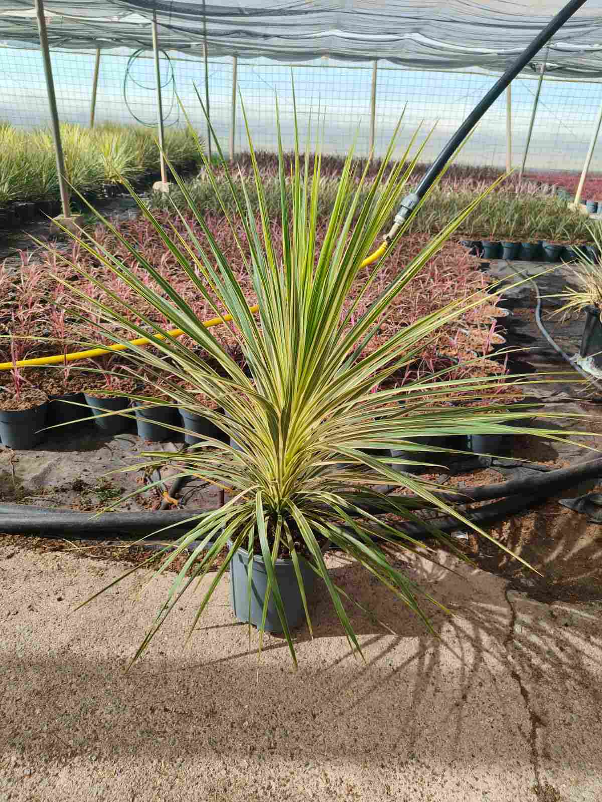 CORDYLINE LIME PASION C 27