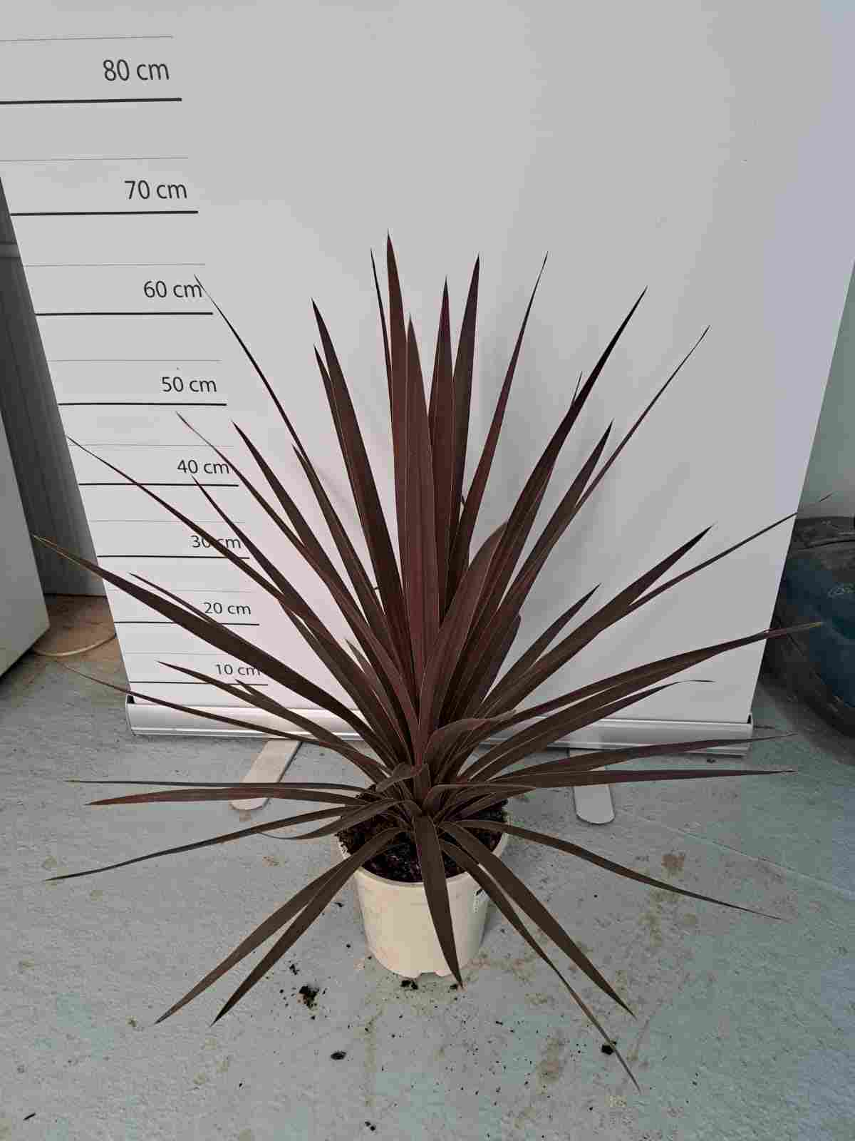 CORDYLINE AUSTRALIS RED STAR C 17