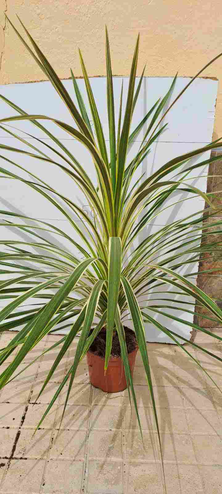 CORDYLINE VARIEGATA C 20