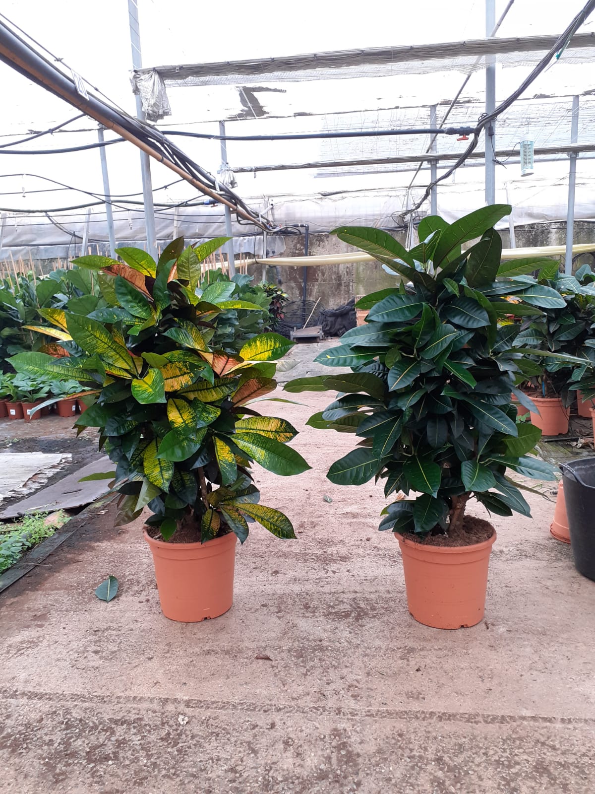 CROTON BRANCH MIX C 30 P.M 24" 60 CM DE TRONCO