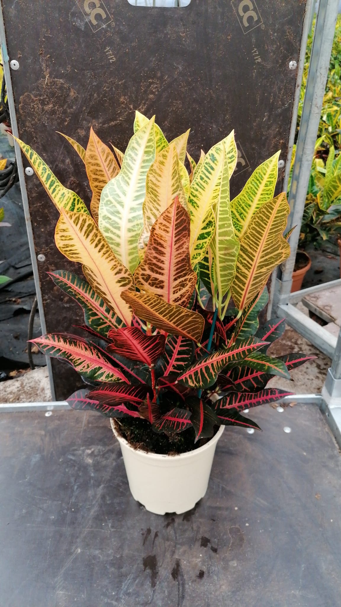 CROTON NERVIA C 20 GRUPO