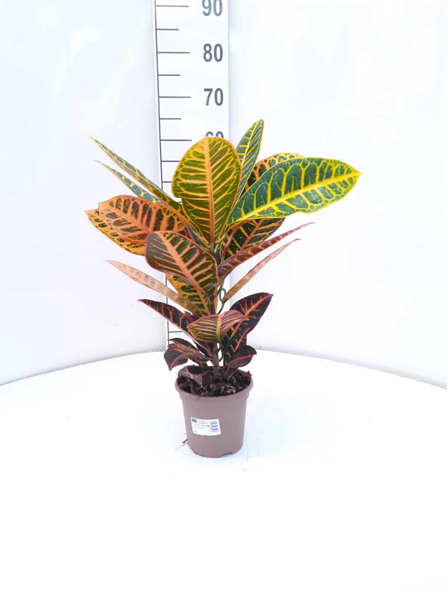 CROTON PETRA C 14