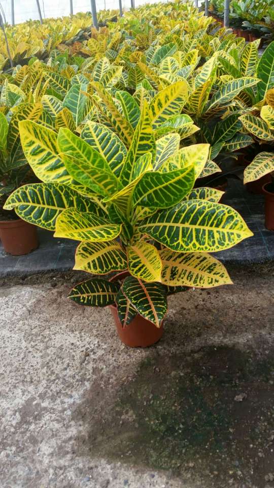 CROTON PETRA C 17