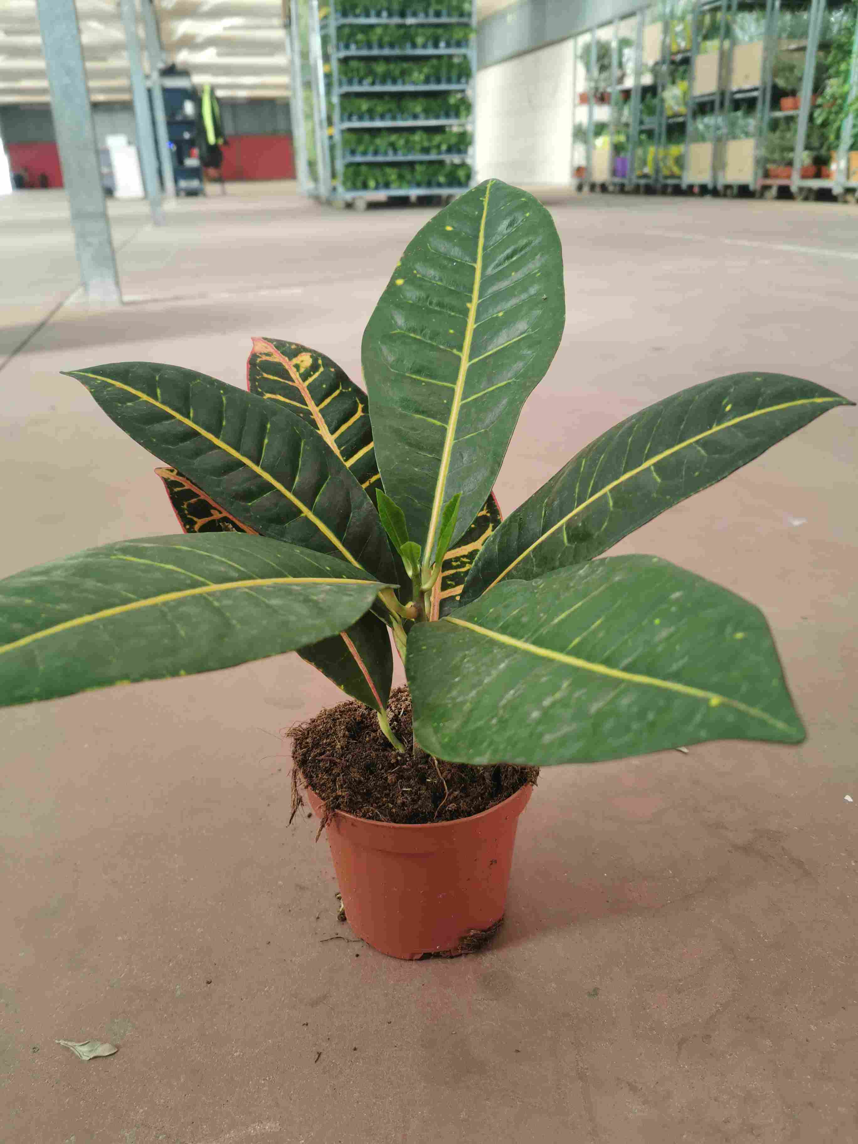 CROTON PETRA C 13