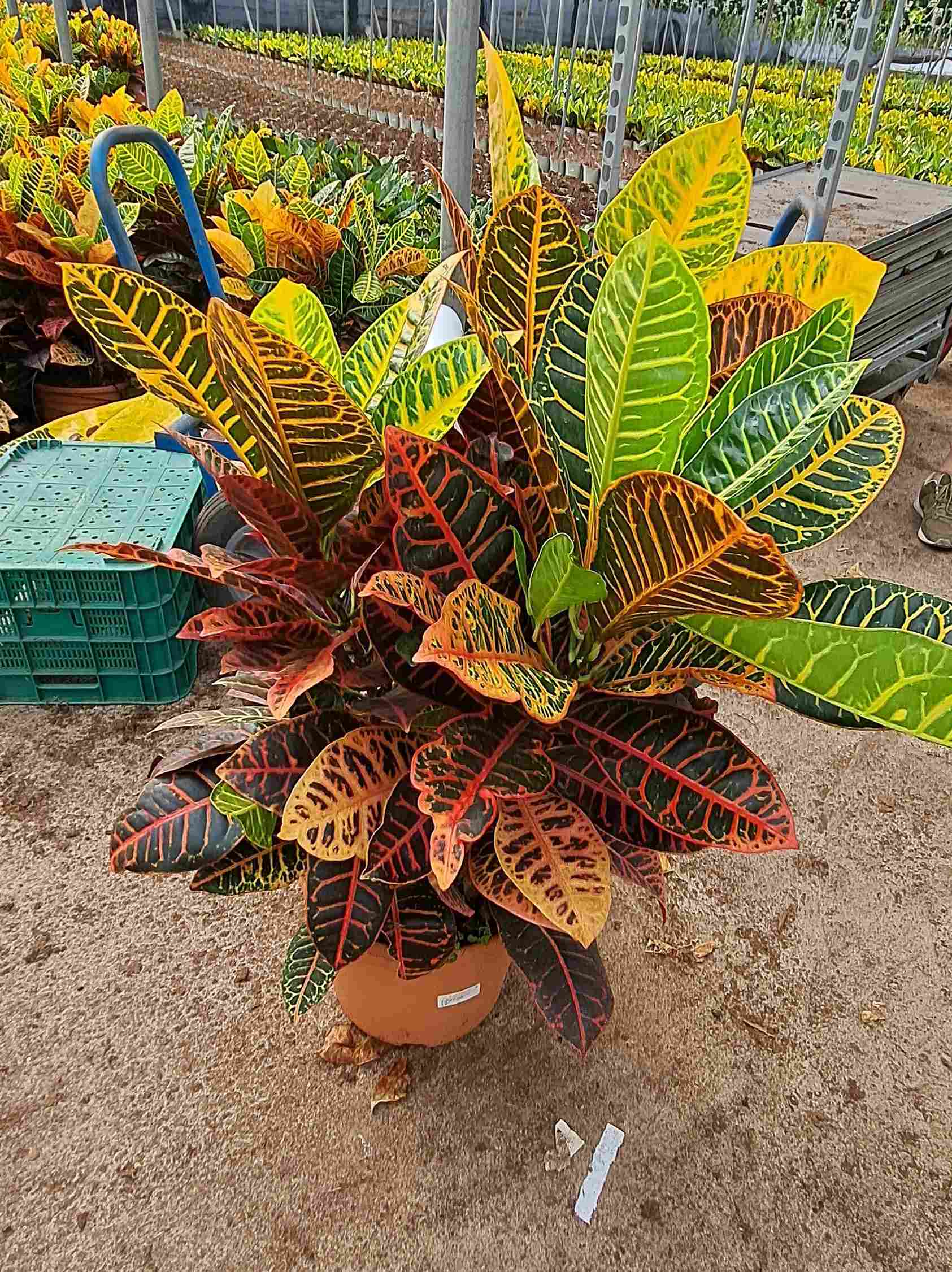 CROTON PETRA GRUPO C 30 DECO 70 CM