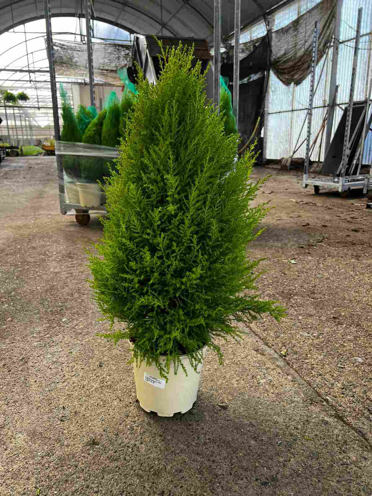 CUPRESSUS GOLD CREST C 20
