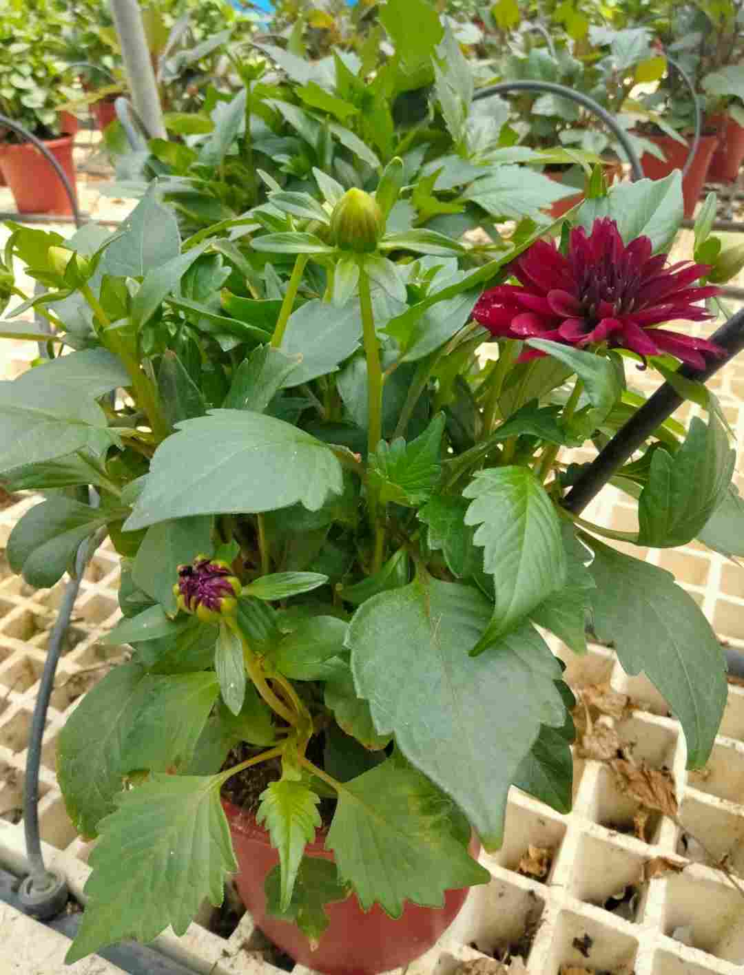 DAHLIA C 17 TST