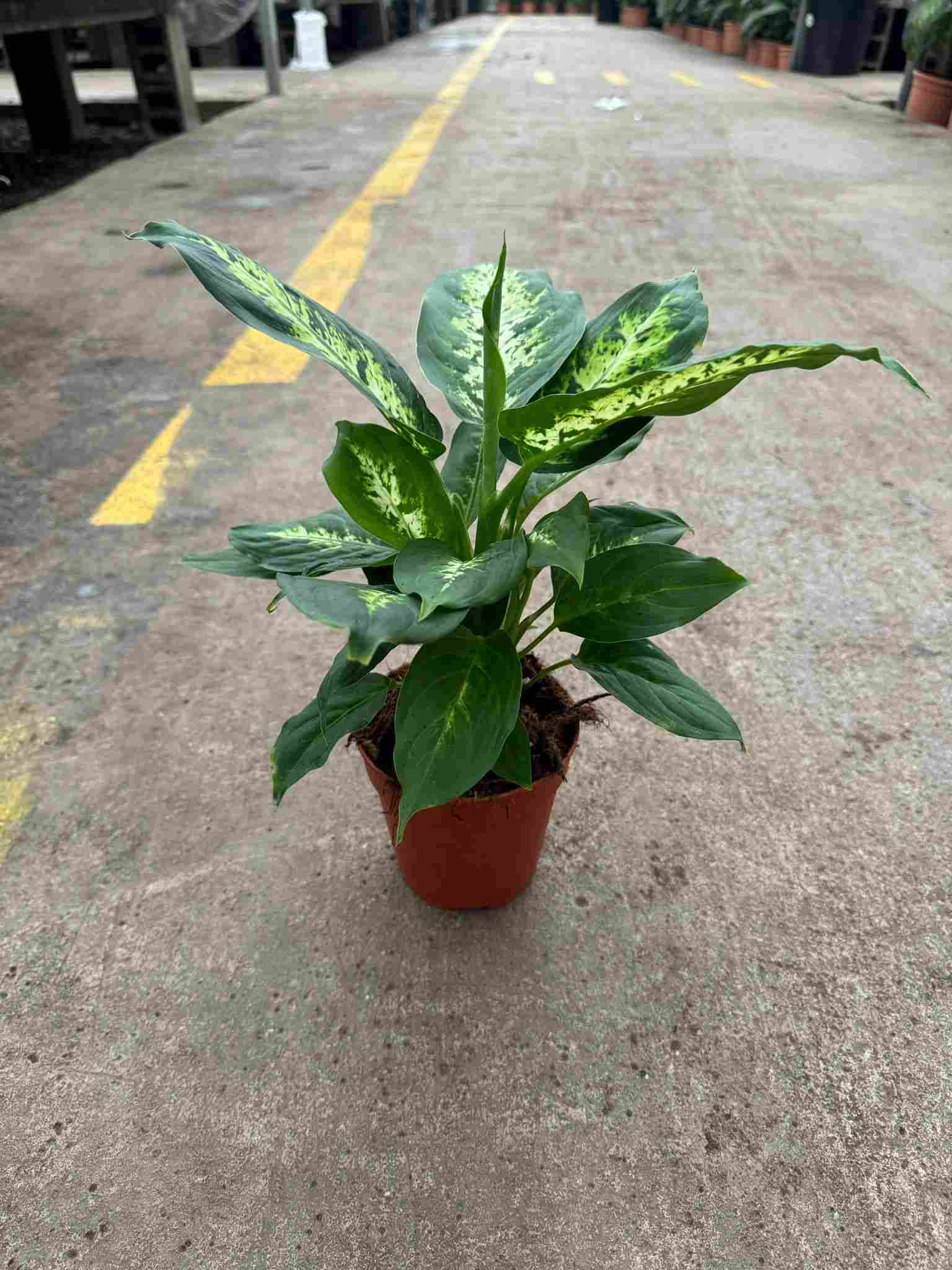 DIEFFENBACHIA COMPACTA C 12