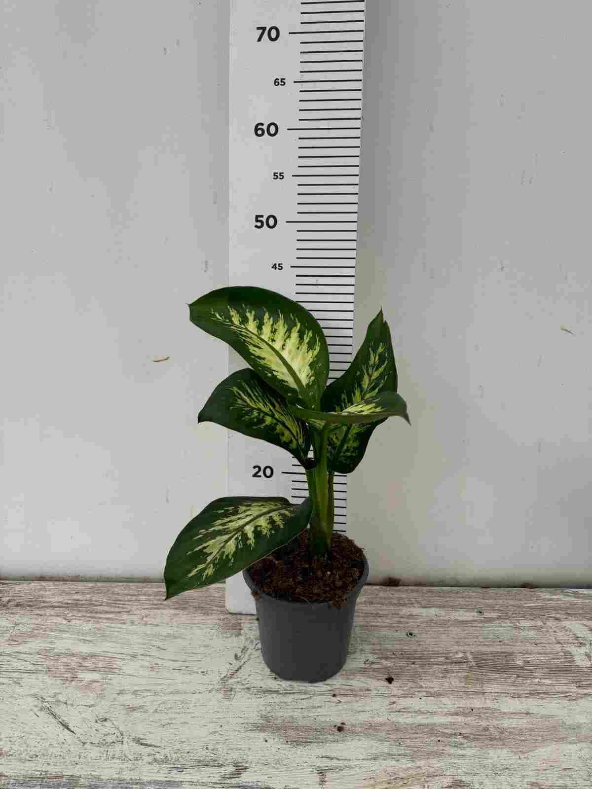 DIEFFENBACHIA TROPIC C 14